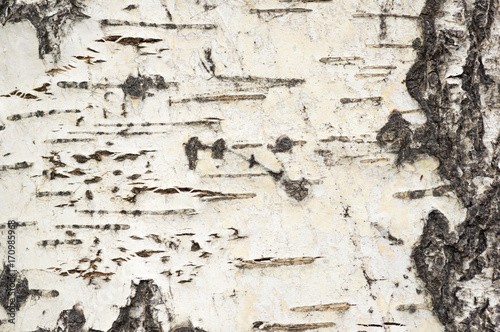 Aspen Bark Background photo