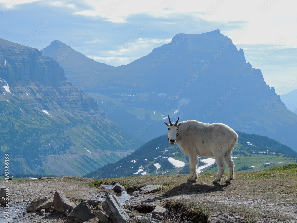 Mountain Goat (oreamnos americanus) at Going-to-the-Sun Road, Along Hiking Trail at Logan Pass Glacier National Park Montana USA