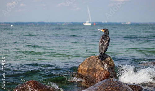 cormorant Timmendorfer Strand