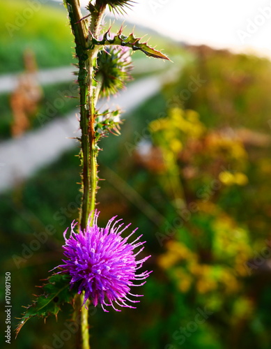 Thistle with road and field in background