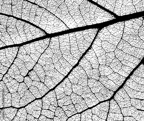 Leaf Structure Skeleton with Veins - Vector Grunge Background 