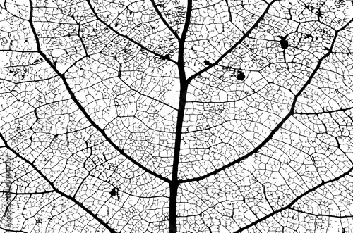 Leaf Structure Skeleton with Veins - Vector Grunge Background 