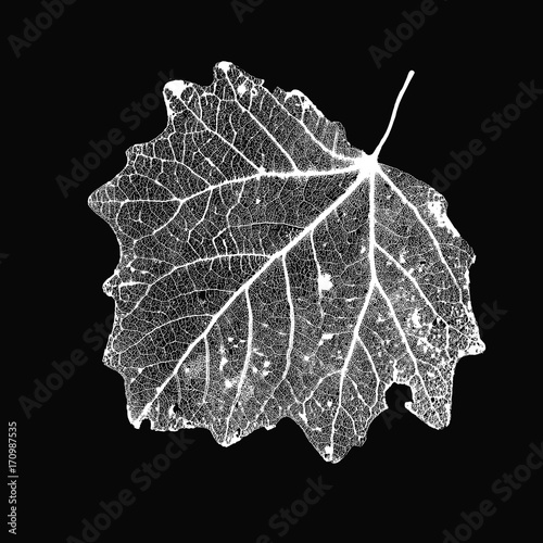 Vector Aspen Leaf Structure Skeletons with Veins
