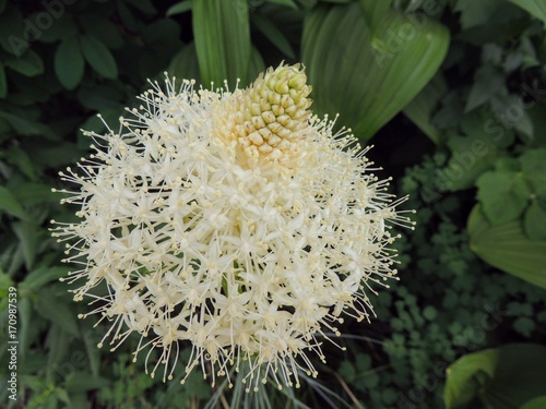 Closeup of Beargrass (Xerophyllum tenax) white flower on Highline Trail at Logan Pass on the Going to the Sun Road in Glacier National Park USA photo