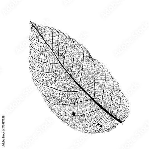Vector Walnut Leaf Structure Skeletons with Veins