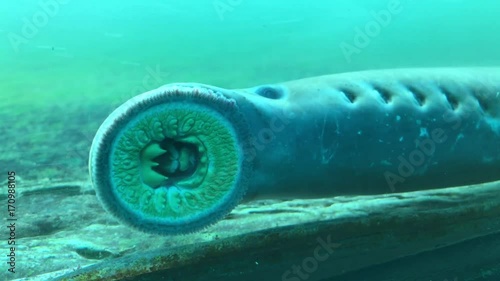 Pacific lamprey in the fish ladder at the Bonneville Dam