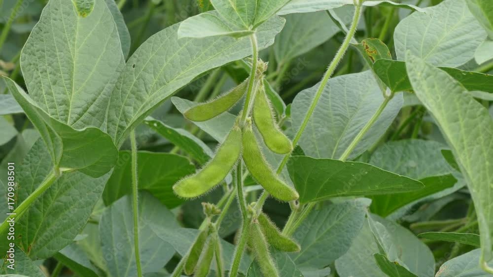 Closeup of soy bean plant in early summer