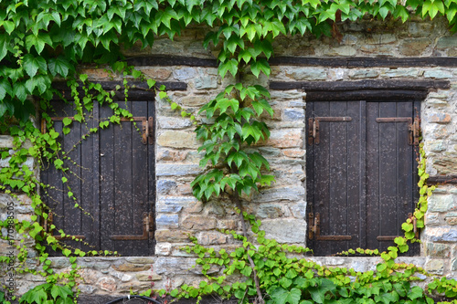The front door window and Ivy wall of a traditional village house
