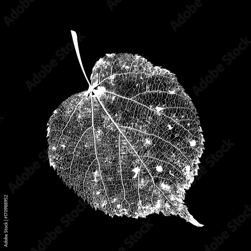 Vector Linden Leaf Structure Skeletons with Veins
