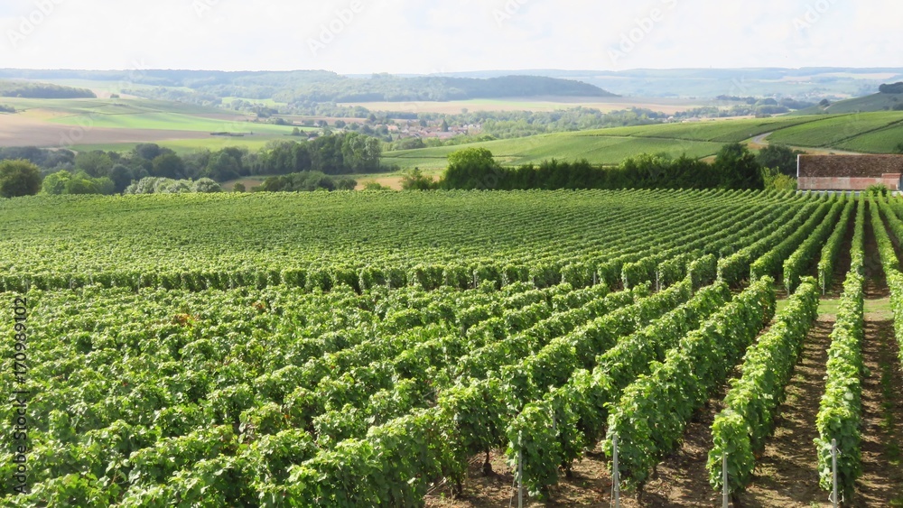 Paysage de vignes en été en Champagne (France)