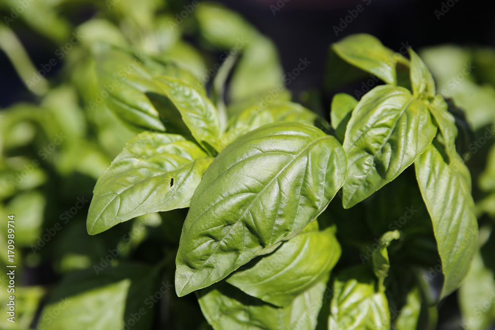 Basil for sale at the Farmers Market Basil for sale at the Farmers Market