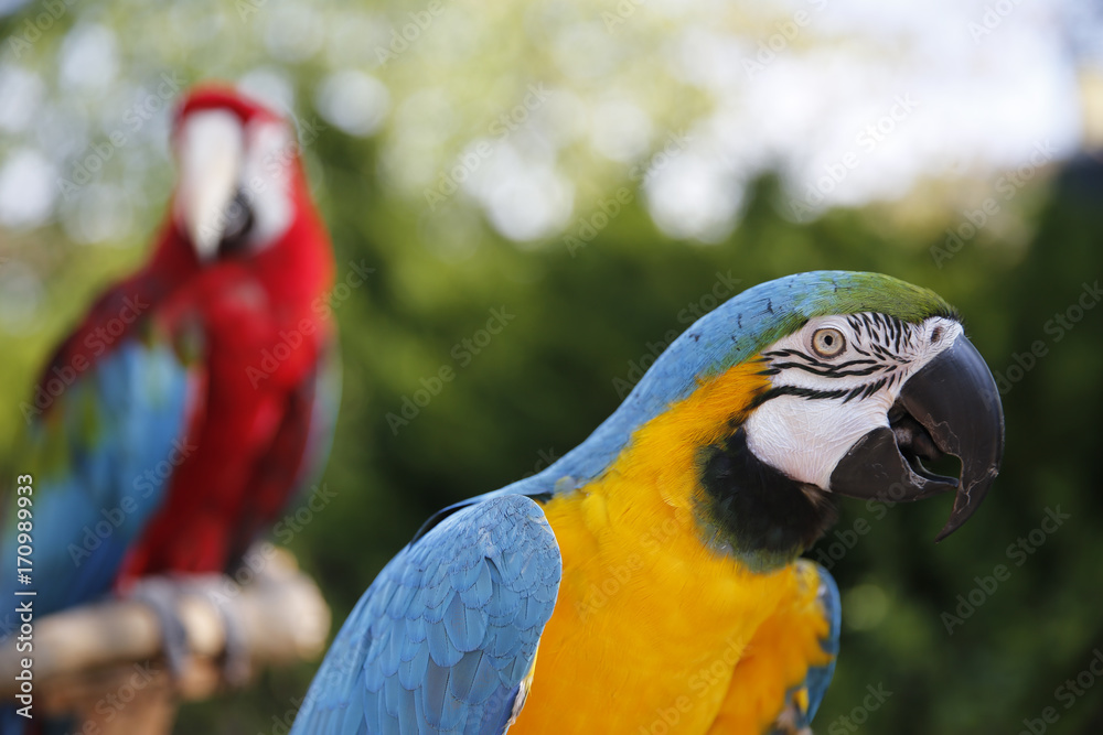 Obraz premium Parrots hanging out at the Farmers Market