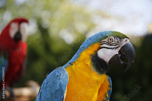 Parrots hanging out at the Farmers Market © StockVizions