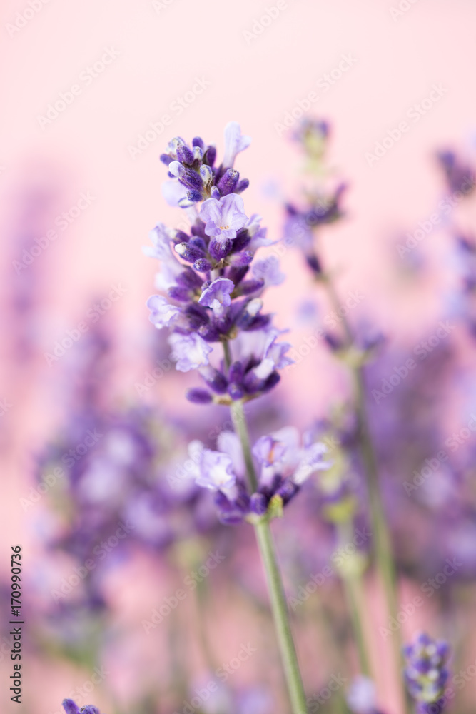 Obraz premium Lavender flowers.