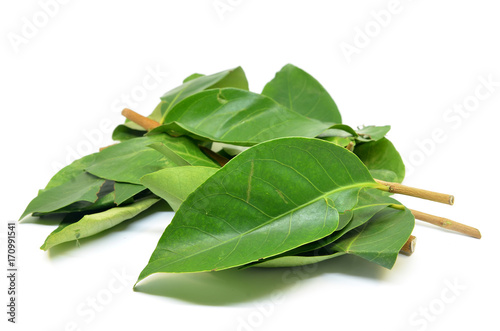Indonesian Bay Leaf