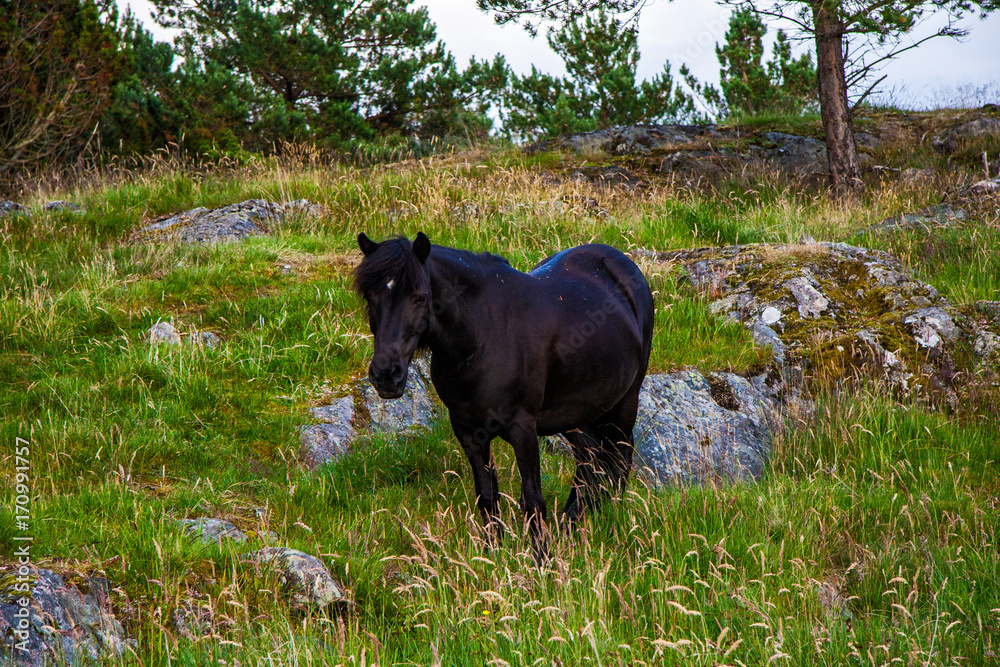 Fototapeta premium Black horse in wild