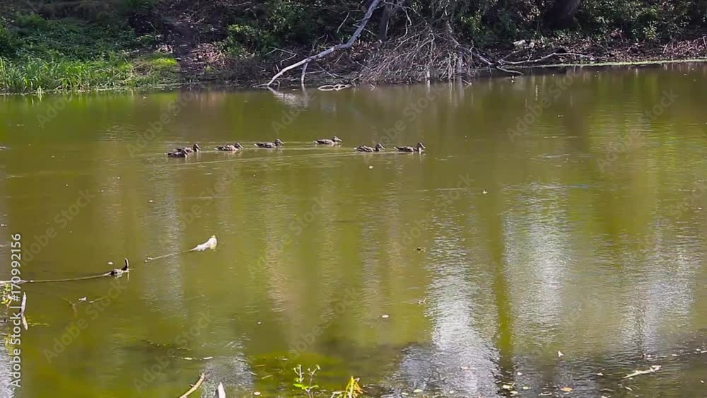 Multiple Ducks Standing on a Tree Limb in a Pond