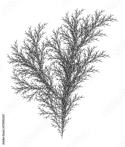 Flat Vector Computer Generated  L-system Branching Fractal  - Isolated Seaweed - Generative Art  