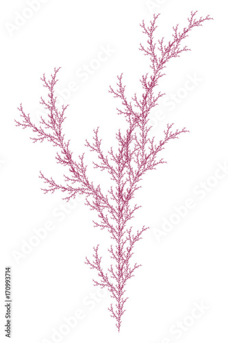 Flat Vector Computer Generated  L-system Branching Fractal  - Isolated Seaweed - Generative Art  
