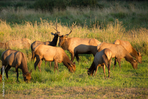 Herd of Elk in Oregon