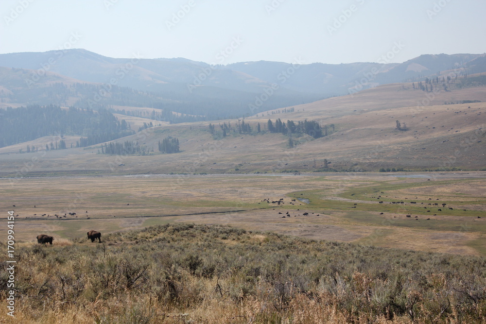 Fototapeta premium Bison in Lamar Valley Wyoming