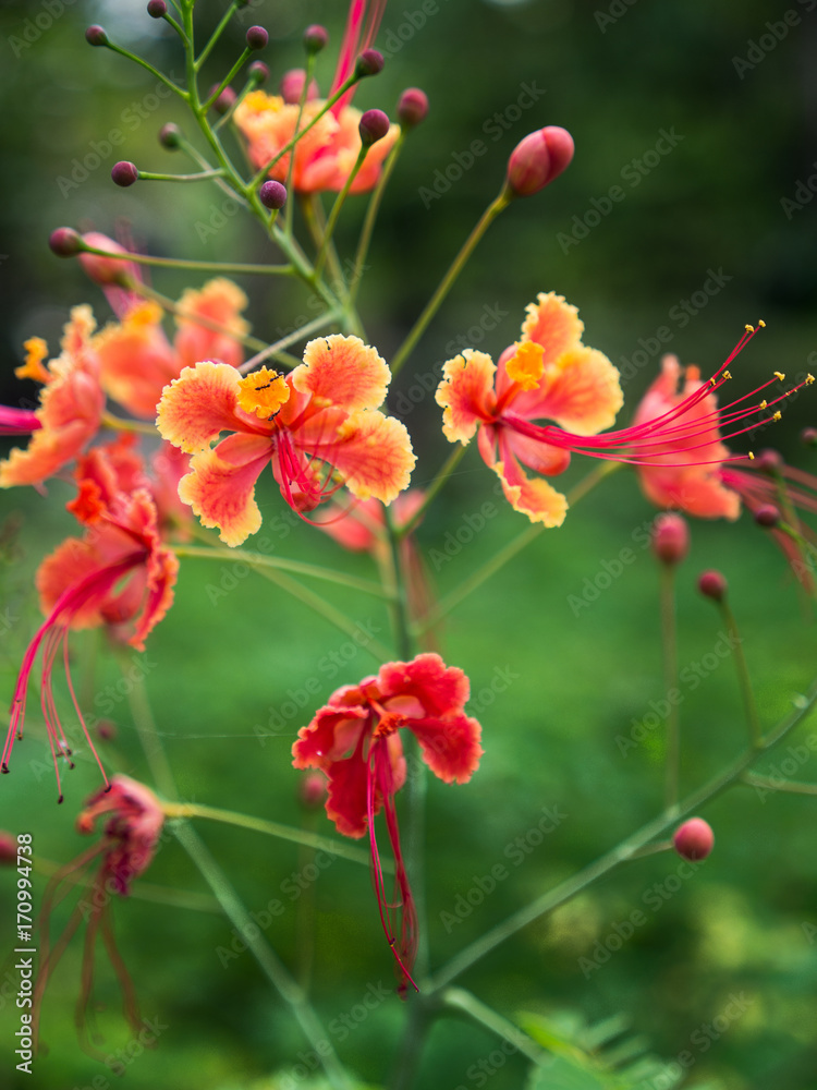 Orange Red Flowers Blooming Orange Red Flowers Blooming