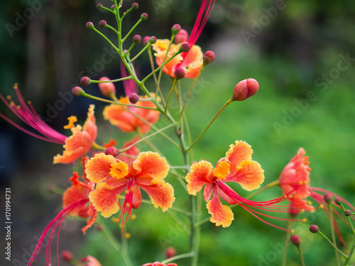 Orange Red Flowers Blooming © wichatsurin