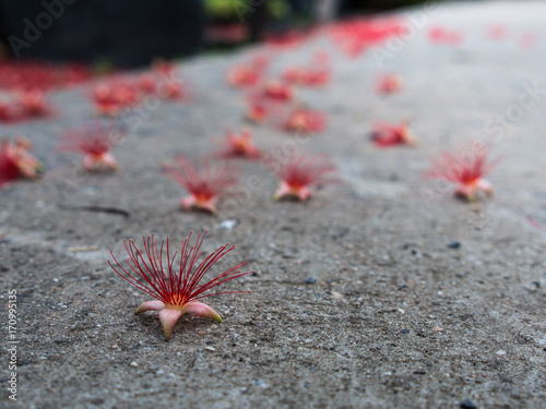 Red Tummy-wood Flowers Fall on photo