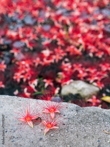 Red Tummy-wood Flower on The Floor photo