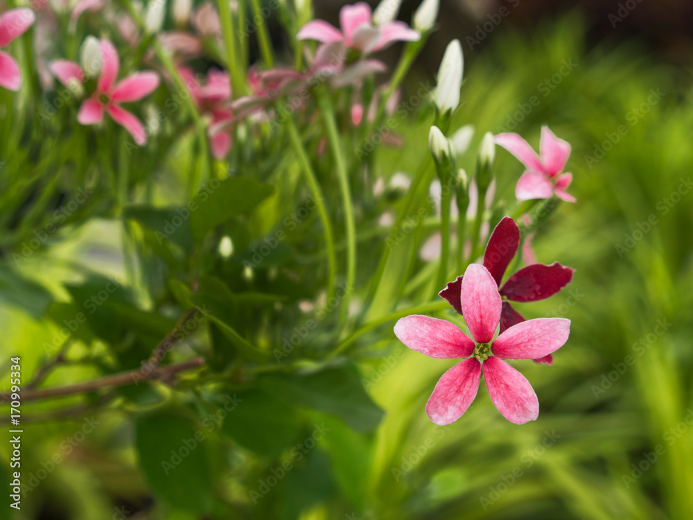 Pink White Red Rangoon Creeper Flowers Blooming