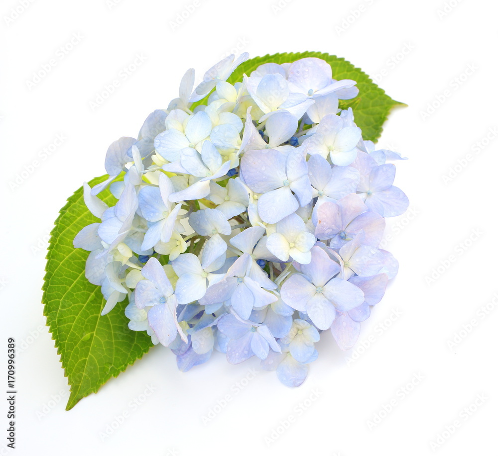 Obraz premium 紫陽花