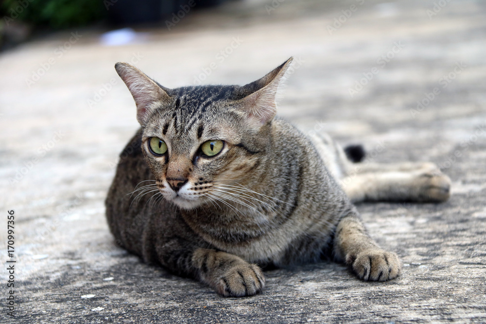 Striped cat lying down on the concrete ground. Gray cat sleep on the grey mortar floor.