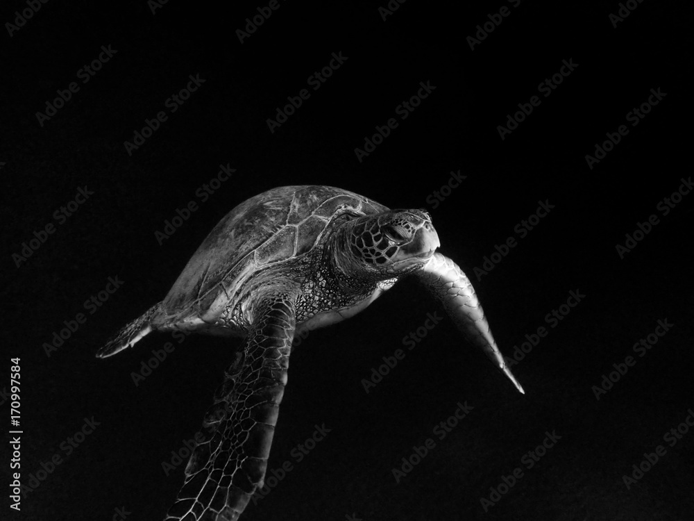 Fototapeta premium Sea Turtle in Black/white 