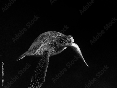 Sea Turtle in Black/white 