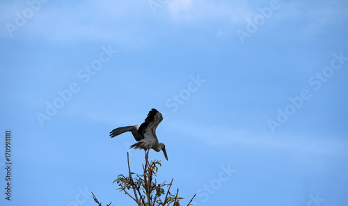 One of open billed stork bird perch and winged at the top of the tree on blue sky and white cloud background. Another one of black and white color of Asian openbill bird flying on the air. photo