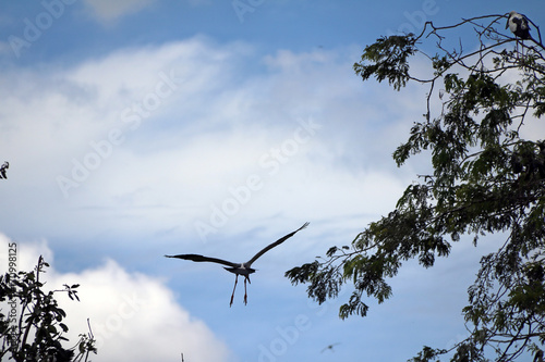 One of open billed stork bird flying on the air with blue sky and white cloud background. The top of the branch of the tree. photo