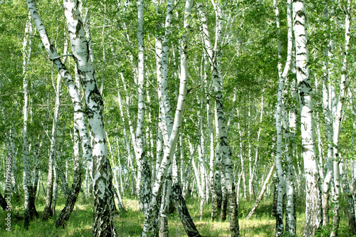 Fototapeta Naklejka Na Ścianę i Meble -  White birch trees in the forest in summer