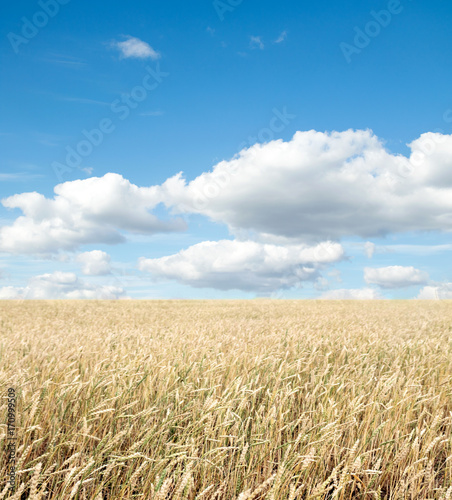 wheat field and blue sky with clouds