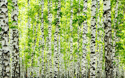 Fototapeta Białej brzozy drzewa w lesie w lecie