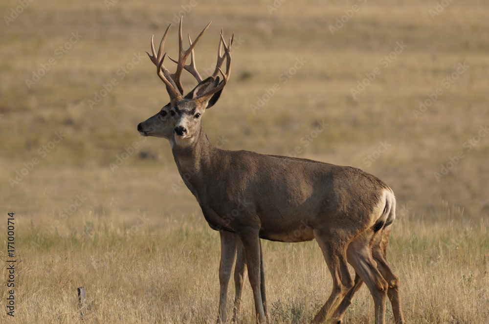 Two Young Bucks Two Young Bucks