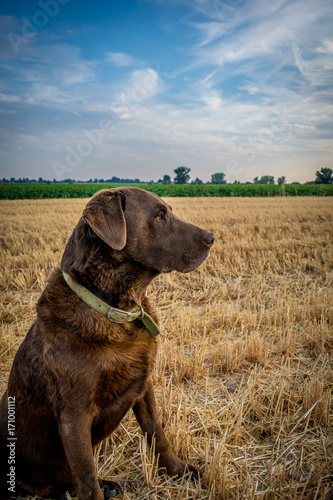 Chocolate Lab In Straw Field 