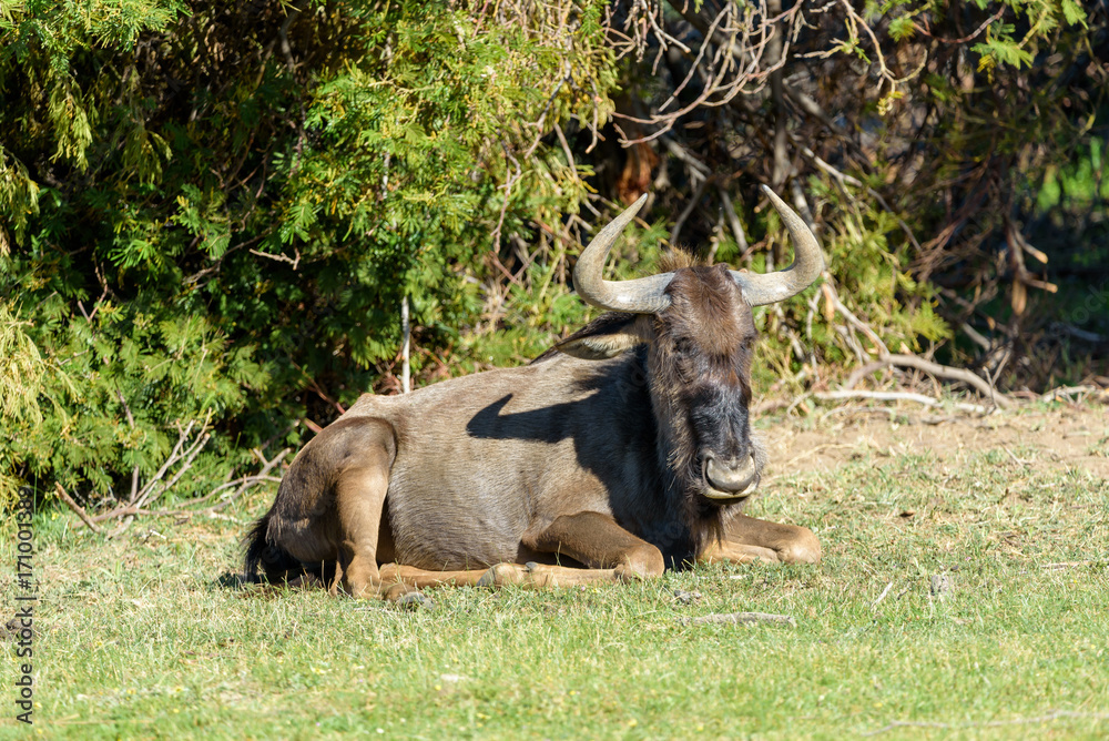 Obraz premium Safari