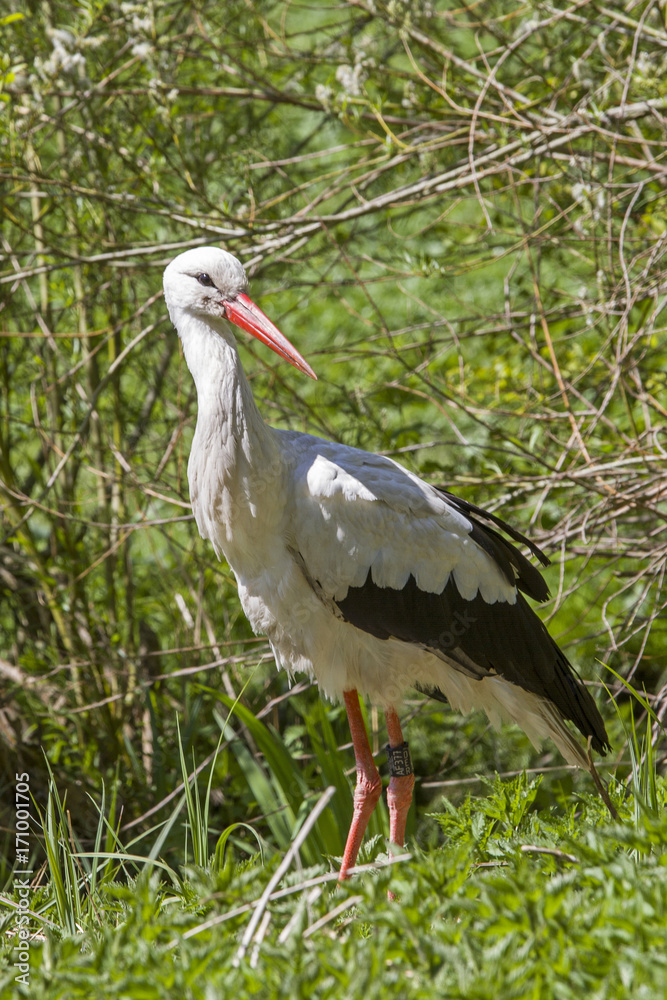 Fototapeta premium Storch auf Futtersuche