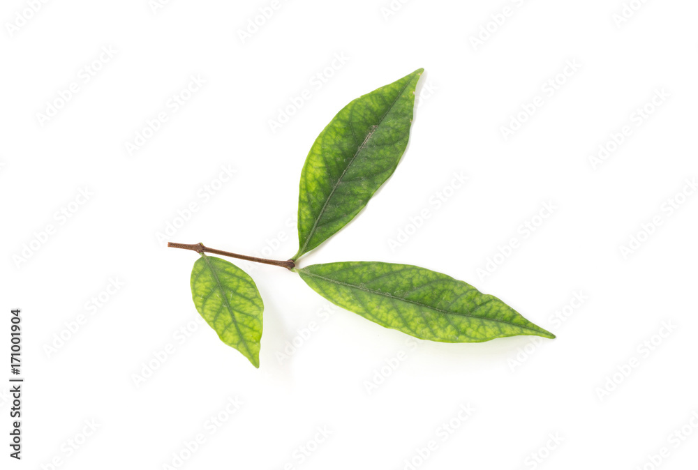 Fototapeta premium Green leaf isolated on the white background