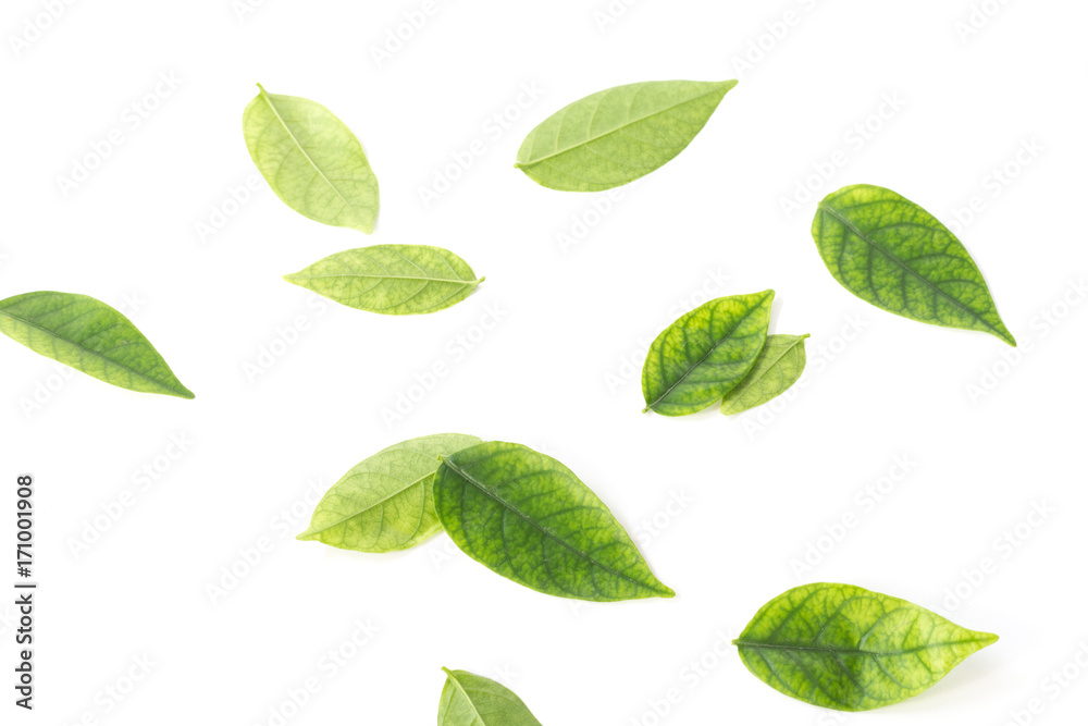 Green leaf isolated on the white background Green leaf isolated on the white background