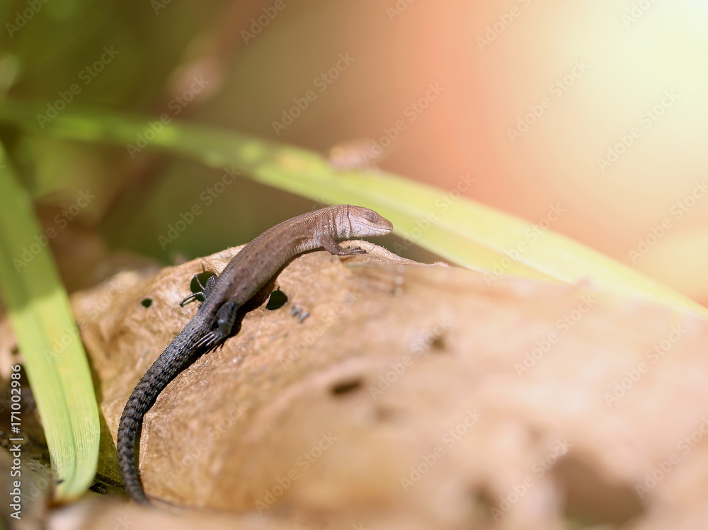 Photo of a funny little lizard Photo of a funny little lizard
