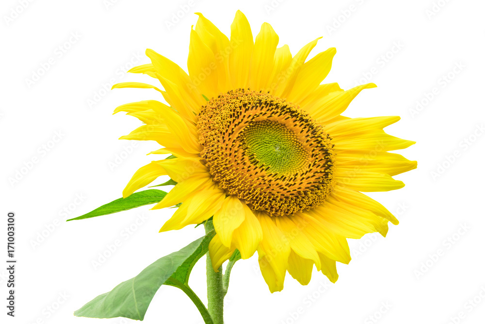 Fototapeta premium Sunflower isolated on white background with clipping path by Macro lens .
