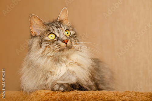 Foto Fluffy cat