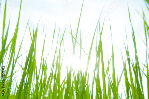 blurry field of grass and sun in morning,water drop on grass