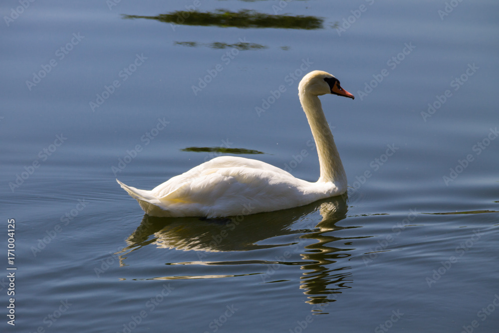 Obraz premium White swan floating on the lake